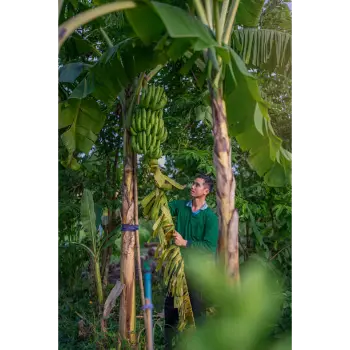 Green Banana (20)-3734663-46285.webp